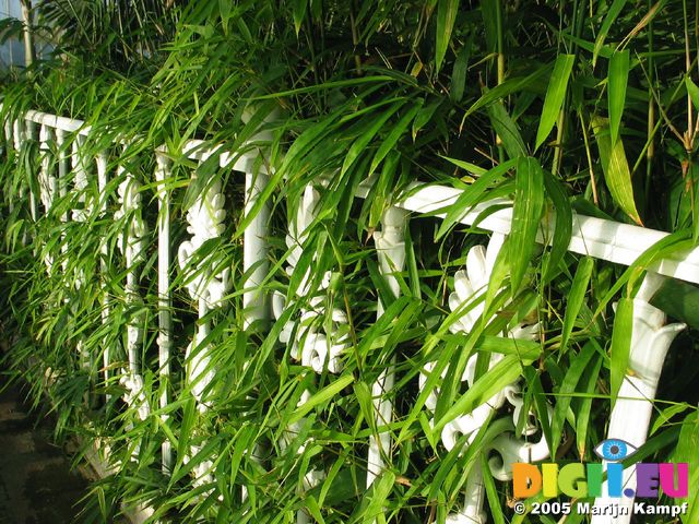 15381 Leaves growing through railing